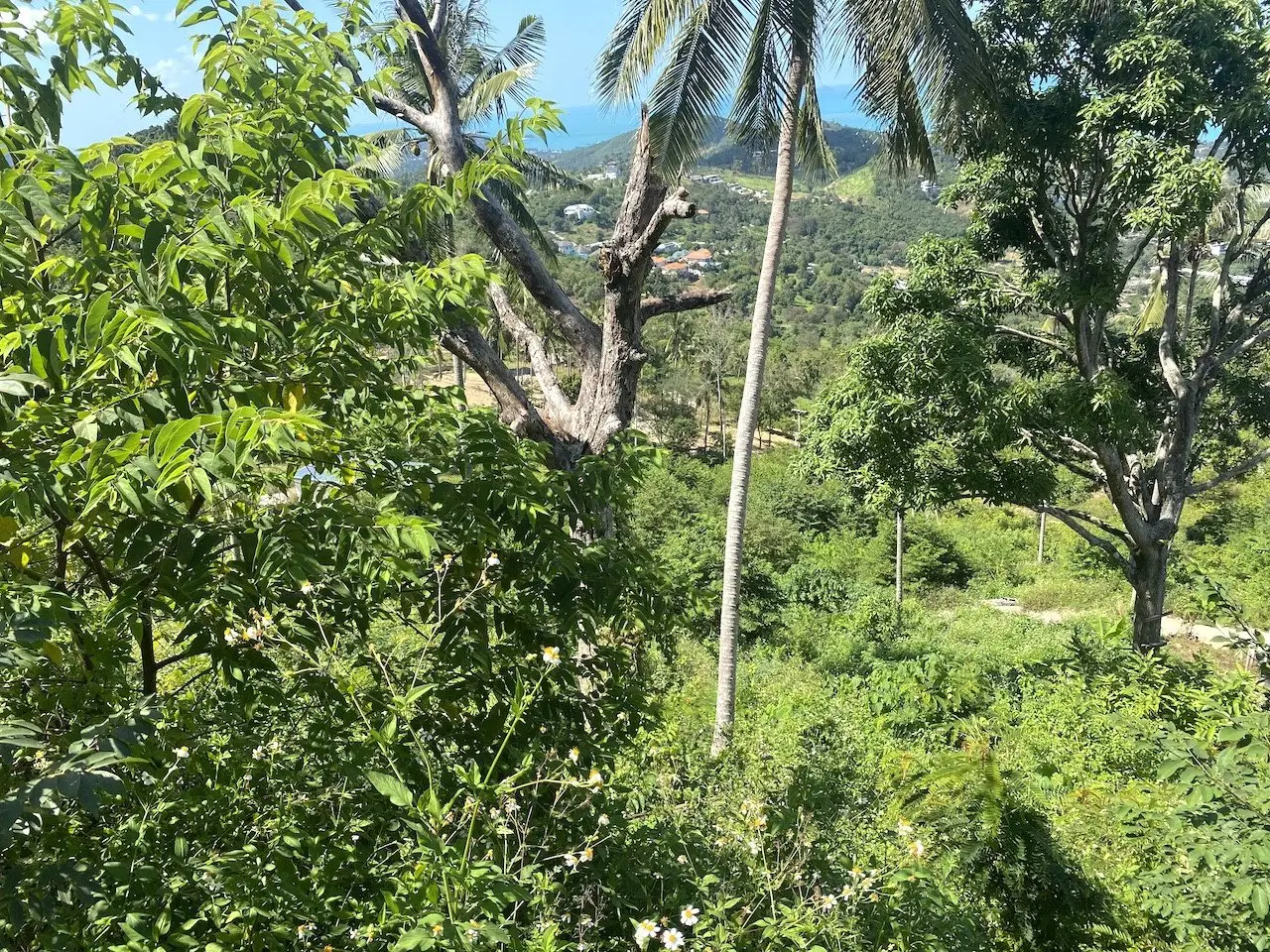 Land in Ko Samui, Thailand 1600 sq.m. — photo 8