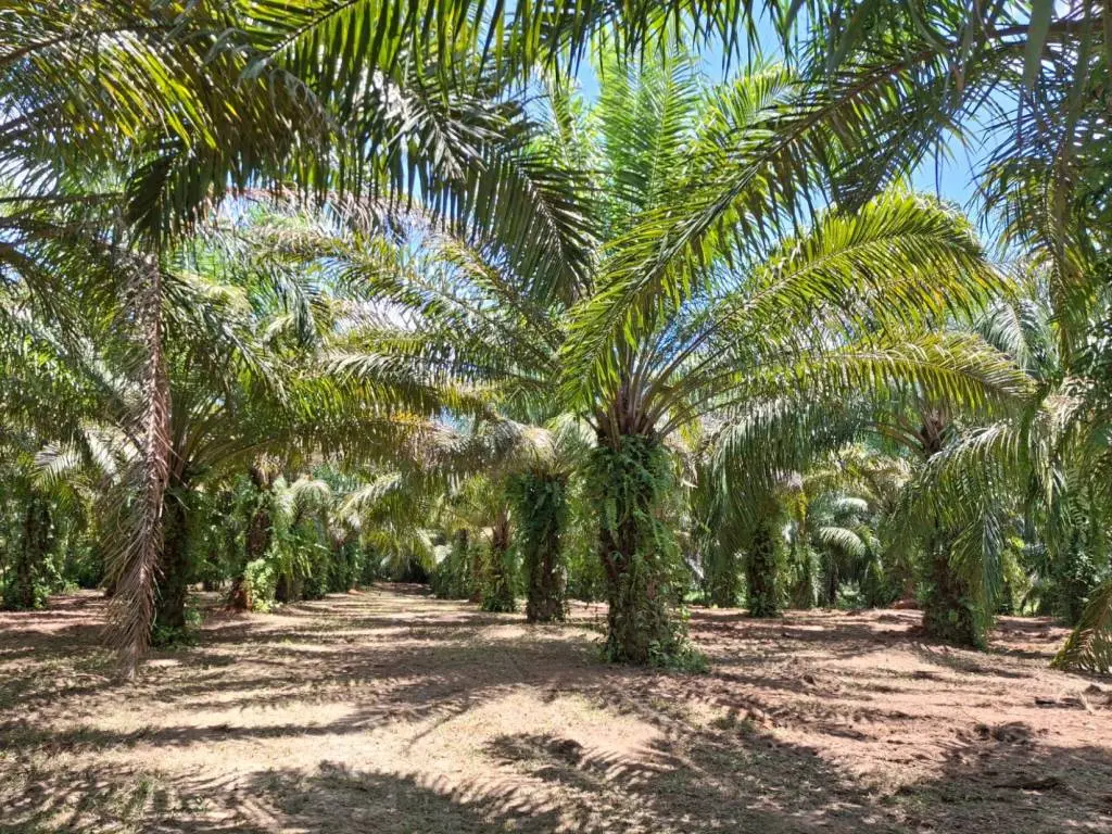 House in Krabi, Thailand 2 bedrooms — ภาพ 8