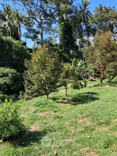 8,000 m² Land for Sale in Maenam — ภาพ 4