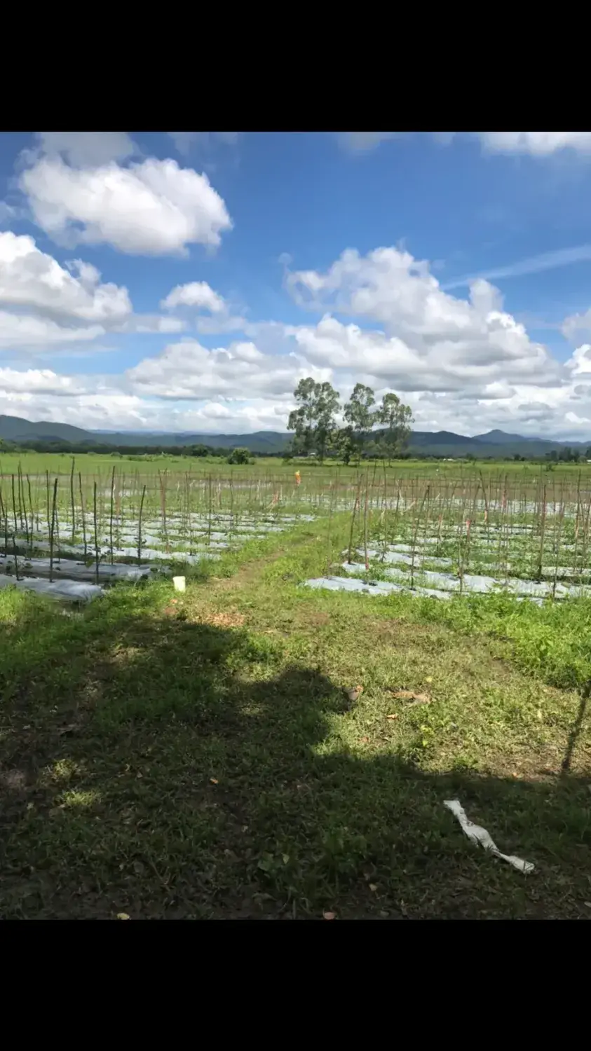 Land in Chiang Mai, Thailand — photo 9