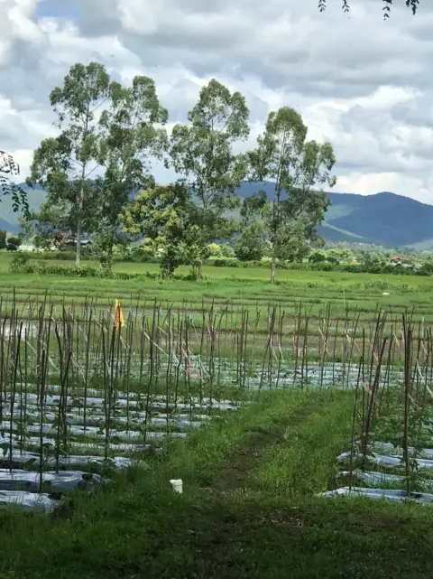 Land in Chiang Mai, Thailand — photo 3