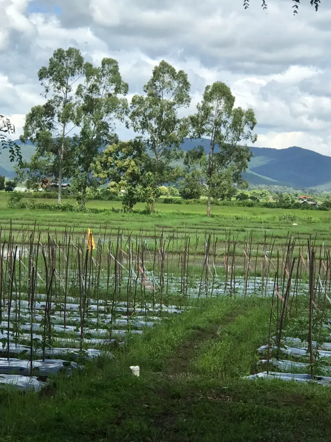 Land in Chiang Mai, Thailand — photo 3
