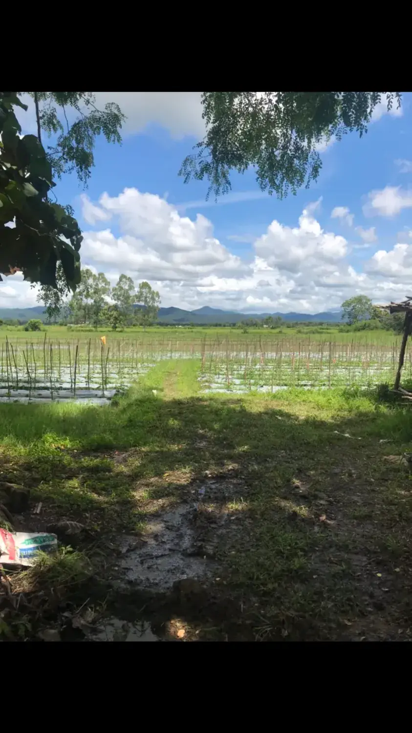 Land in Chiang Mai, Thailand — photo 8