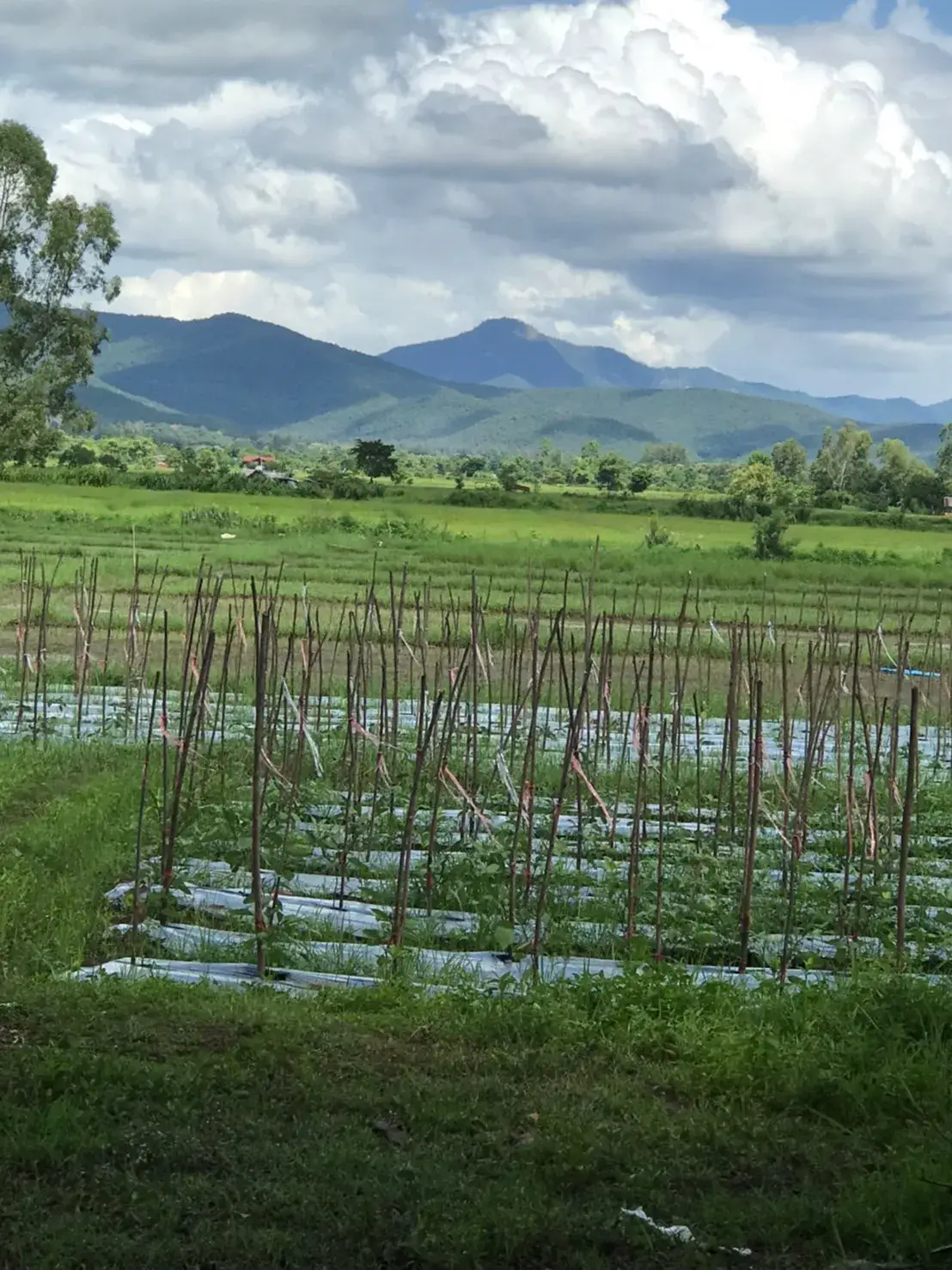 Land in Chiang Mai, Thailand — photo 2