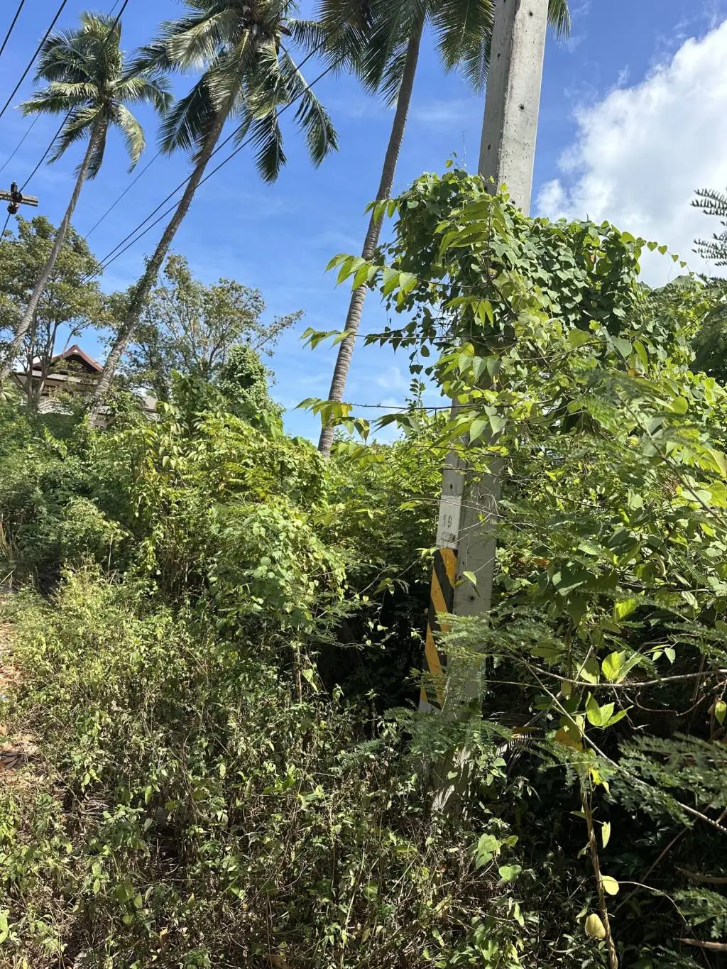 Land in Surat Thani, Thailand — photo 5