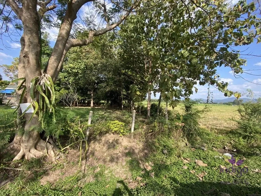 Land in San Kamphaeng, Thailand — ภาพ 4