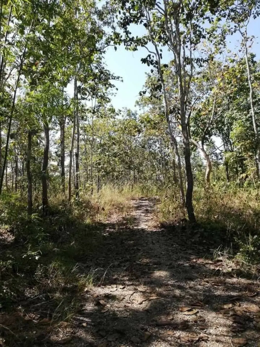 Land in Mae Taeng, Thailand — photo 5