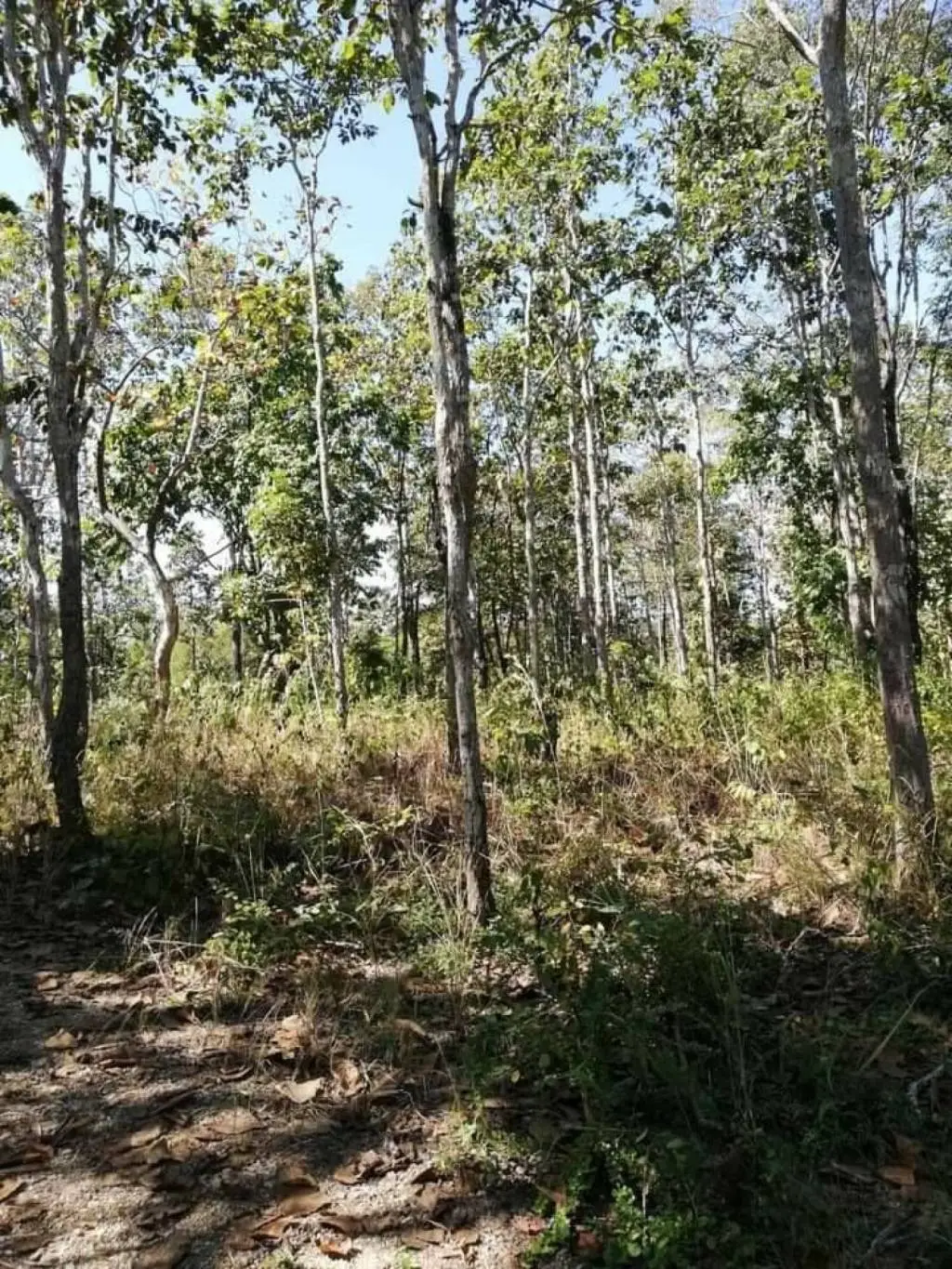 Land in Mae Taeng, Thailand — photo 6