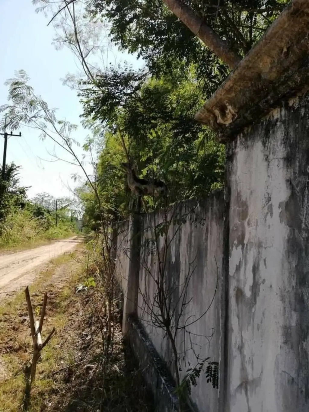Land in Mae Taeng, Thailand — photo 8