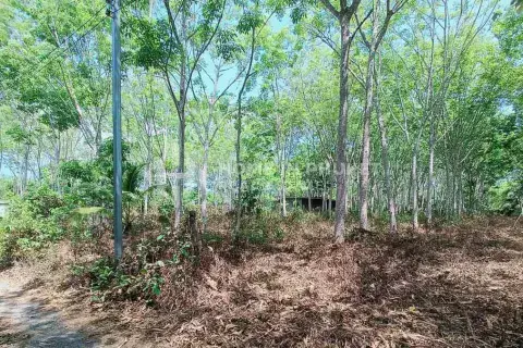 Land in Phuket, Thailand