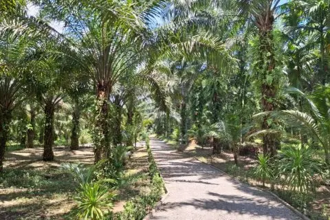 Land in Krabi, Thailand