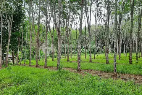 Land in Phuket, Thailand